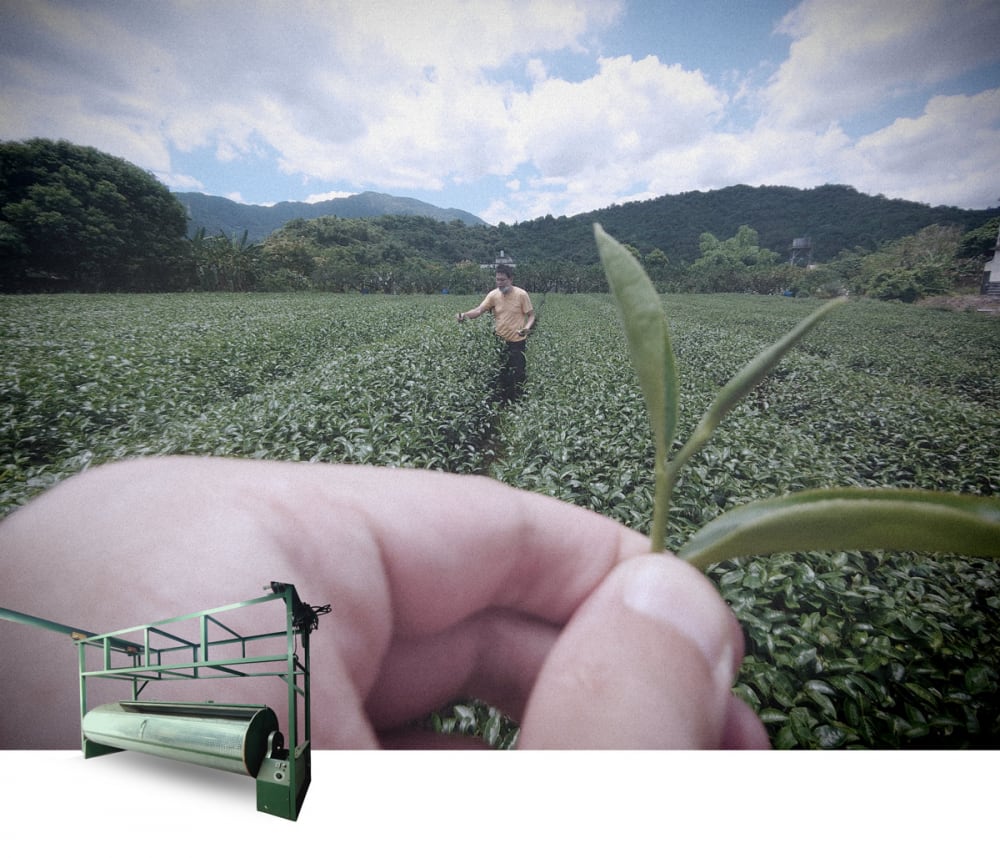 製茶技術與溫濕度息息相關 -文豪馨茶園